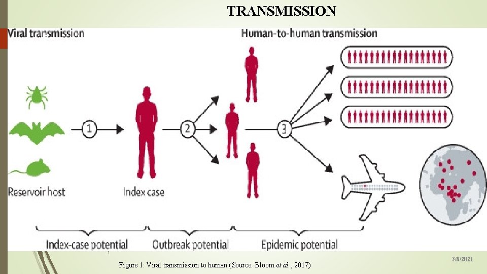 TRANSMISSION 8 1 Figure 1: Viral transmission to human (Source: Bloom et al. ,