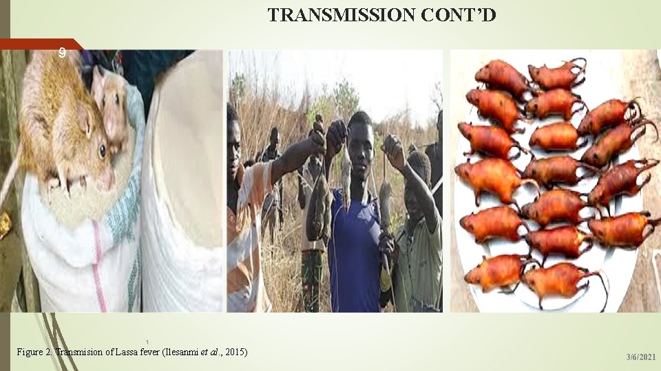 TRANSMISSION CONT’D 9 1 Figure 2. Transmision of Lassa fever (Ilesanmi et al. ,