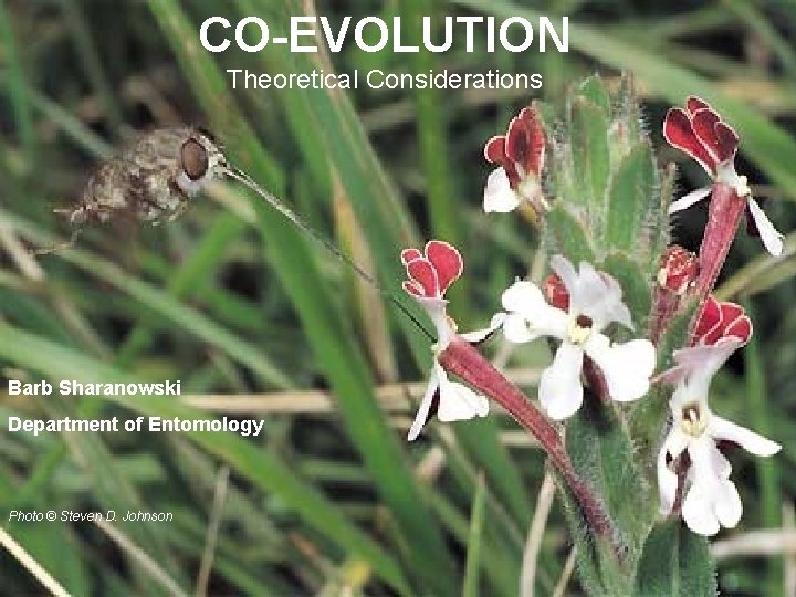CO-EVOLUTION Theoretical Considerations Barb Sharanowski Department of Entomology Photo © Steven D. Johnson 