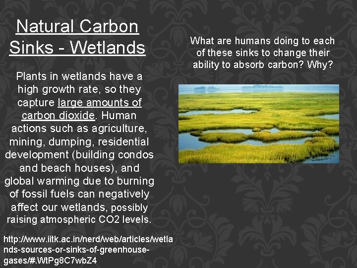 Natural Carbon Sinks - Wetlands Plants in wetlands have a high growth rate, so