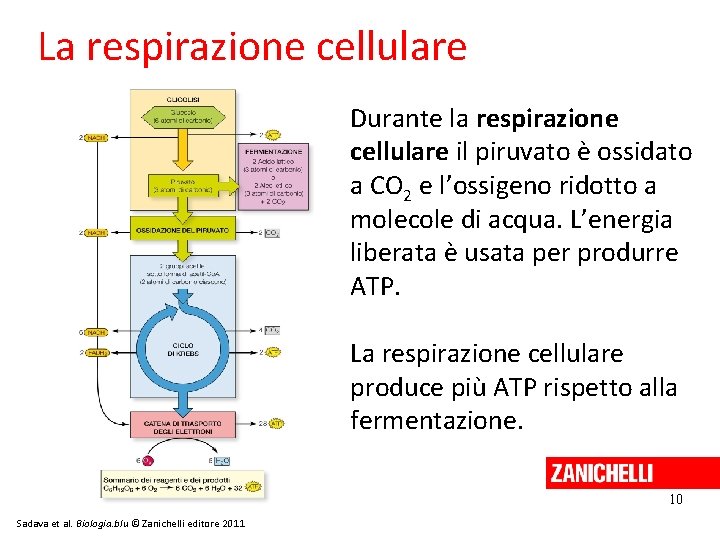 La respirazione cellulare Durante la respirazione cellulare il piruvato è ossidato a CO 2