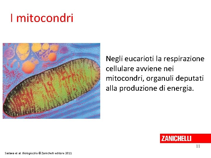 I mitocondri Negli eucarioti la respirazione cellulare avviene nei mitocondri, organuli deputati alla produzione