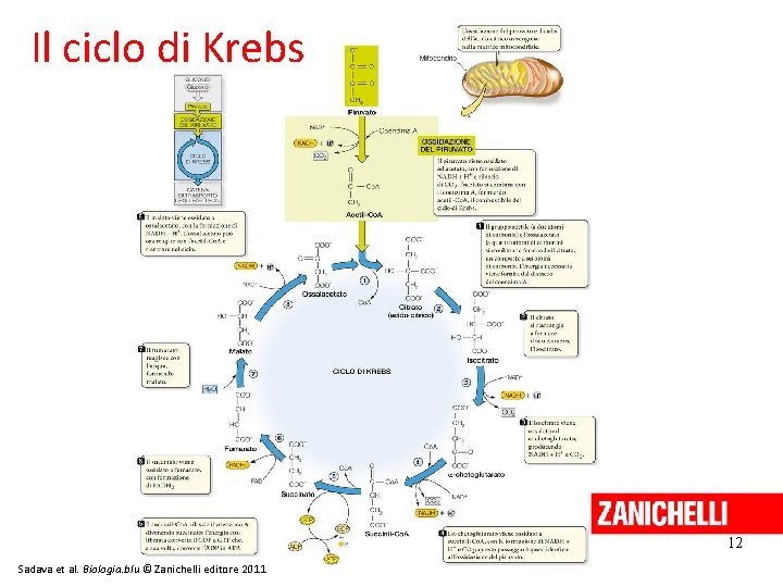 Il ciclo di Krebs 12 Sadava et al. Biologia. blu © Zanichelli editore 2011