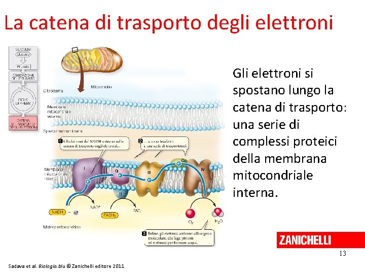 La catena di trasporto degli elettroni Gli elettroni si spostano lungo la catena di