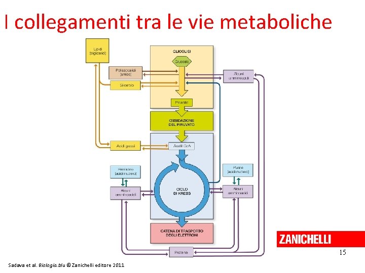 I collegamenti tra le vie metaboliche 15 Sadava et al. Biologia. blu © Zanichelli