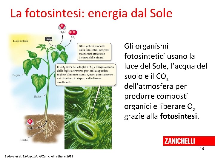 La fotosintesi: energia dal Sole Gli organismi fotosintetici usano la luce del Sole, l’acqua