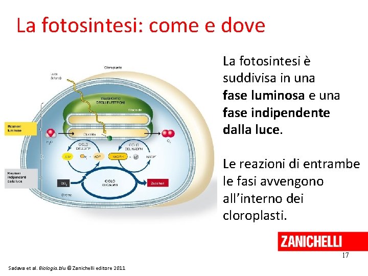 La fotosintesi: come e dove La fotosintesi è suddivisa in una fase luminosa e