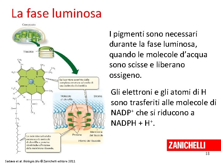 La fase luminosa I pigmenti sono necessari durante la fase luminosa, quando le molecole