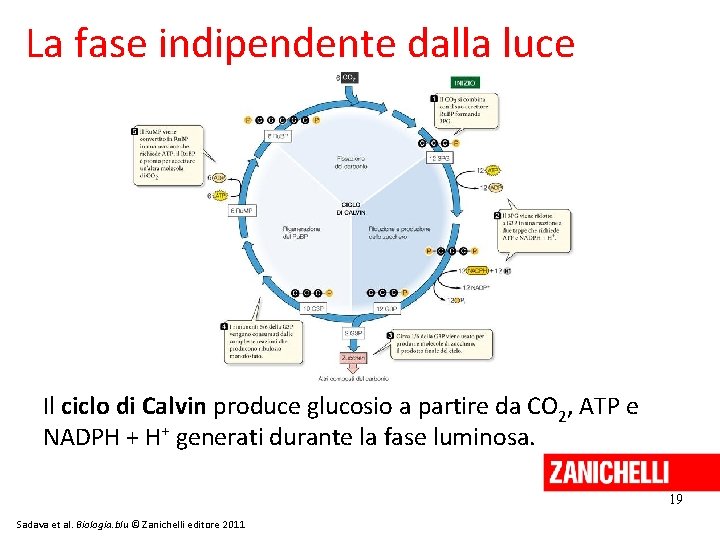 La fase indipendente dalla luce Il ciclo di Calvin produce glucosio a partire da