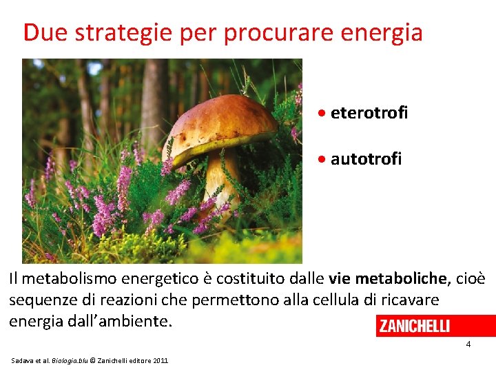 Due strategie per procurare energia eterotrofi autotrofi Il metabolismo energetico è costituito dalle vie
