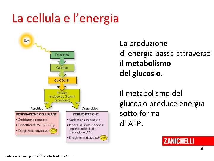 La cellula e l’energia La produzione di energia passa attraverso il metabolismo del glucosio.