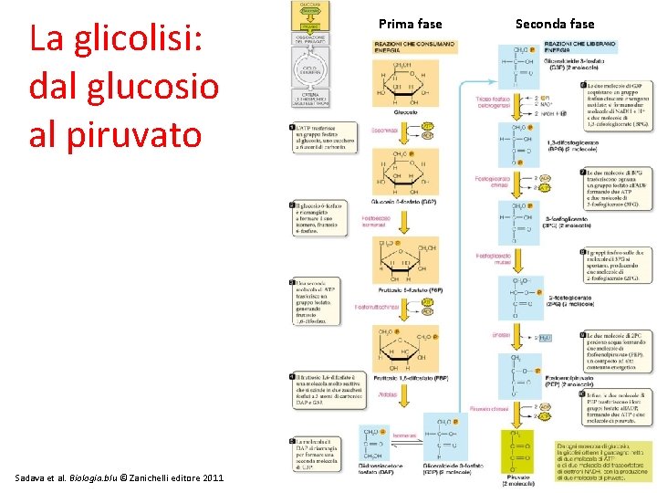 La glicolisi: dal glucosio al piruvato Prima fase Seconda fase 7 Sadava et al.