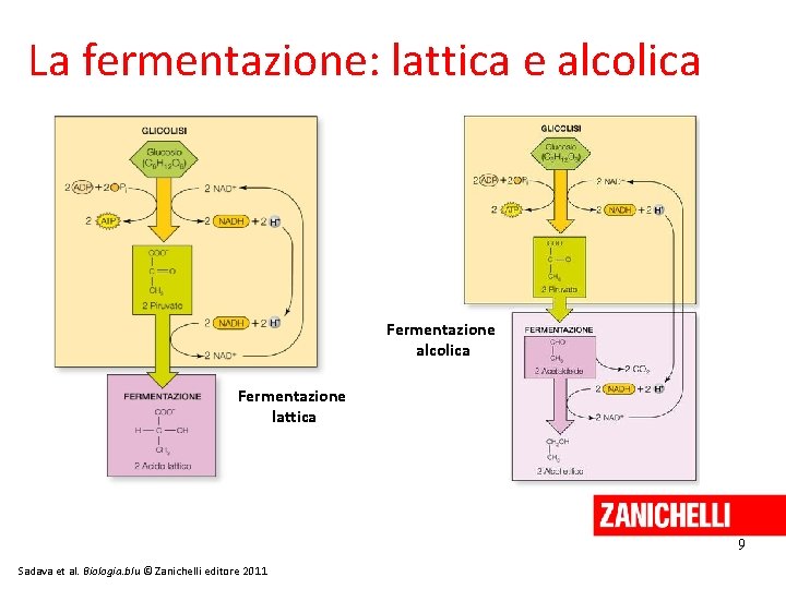 La fermentazione: lattica e alcolica Fermentazione lattica 9 Sadava et al. Biologia. blu ©