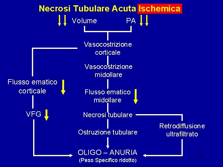 Necrosi Tubulare Acuta Ischemica Volume PA Vasocostrizione corticale Flusso ematico corticale VFG Vasocostrizione midollare