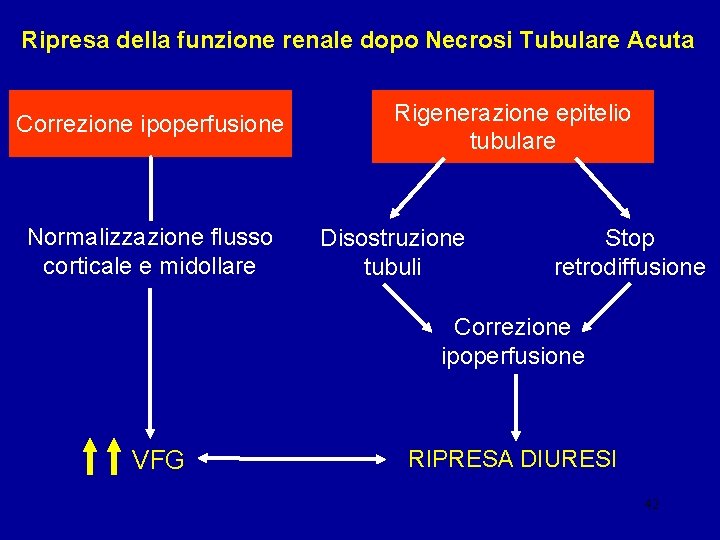 Ripresa della funzione renale dopo Necrosi Tubulare Acuta Correzione ipoperfusione Normalizzazione flusso corticale e