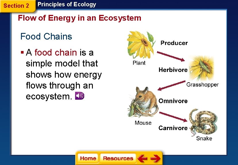 Section 2 Principles of Ecology Flow of Energy in an Ecosystem Food Chains §