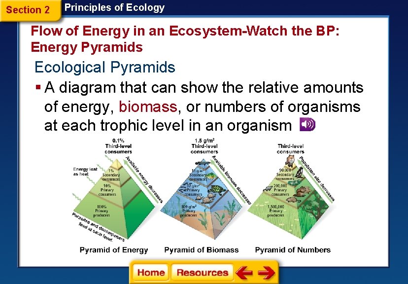 Section 2 Principles of Ecology Flow of Energy in an Ecosystem-Watch the BP: Energy