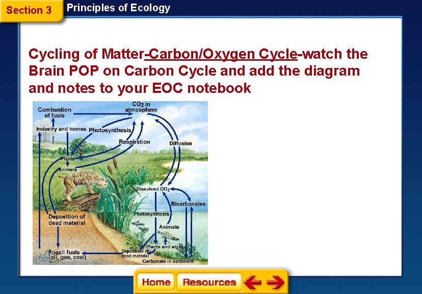 Section 3 Principles of Ecology Cycling of Matter-Carbon/Oxygen Cycle-watch the Brain POP on Carbon