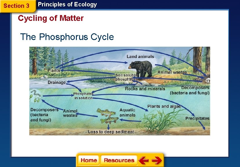 Section 3 Principles of Ecology Cycling of Matter The Phosphorus Cycle 