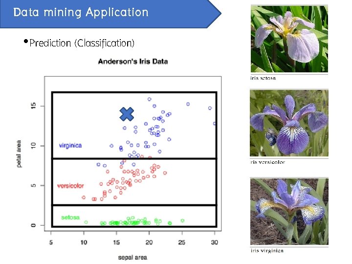 Data mining Application • Prediction (Classification) 