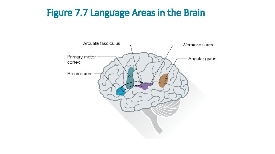 Figure 7. 7 Language Areas in the Brain 