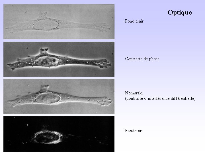 Optique Fond clair Contraste de phase Nomarski (contraste d’interférence différentielle) Fond noir 