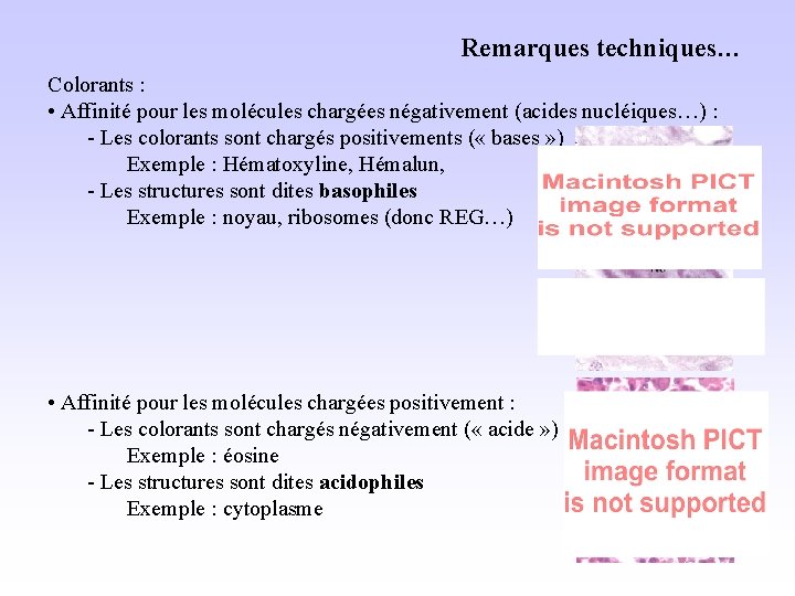 Remarques techniques… Colorants : • Affinité pour les molécules chargées négativement (acides nucléiques…) :