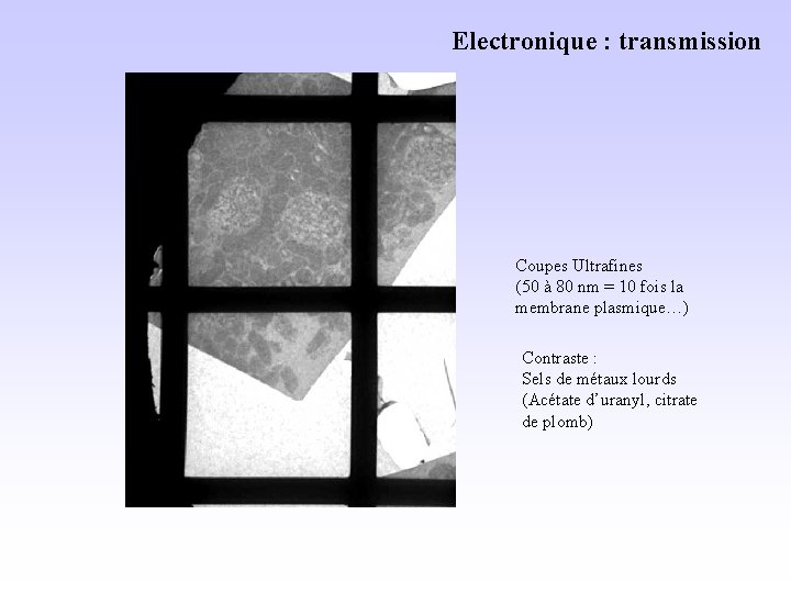Electronique : transmission Coupes Ultrafines (50 à 80 nm = 10 fois la membrane