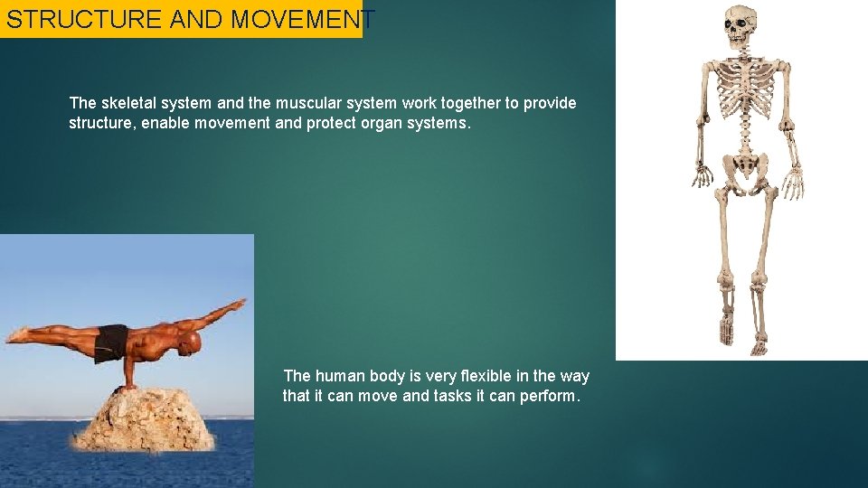 STRUCTURE AND MOVEMENT The skeletal system and the muscular system work together to provide