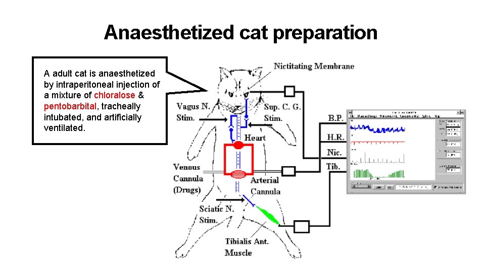 Anaesthetized cat preparation A adult cat is anaesthetized by intraperitoneal injection of a mixture