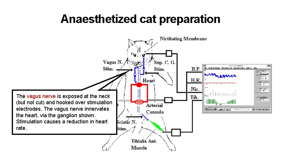 Anaesthetized cat preparation The vagus nerve is exposed at the neck (but not cut)