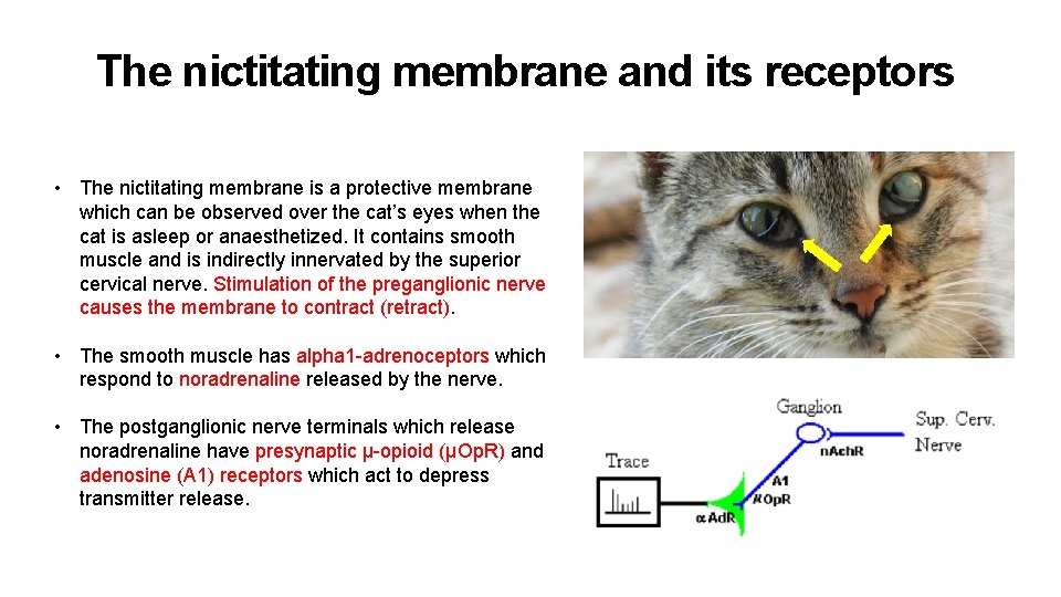 The nictitating membrane and its receptors • The nictitating membrane is a protective membrane