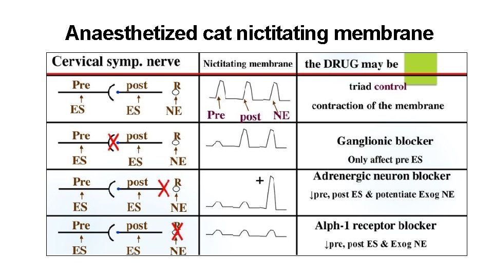 Anaesthetized cat nictitating membrane 