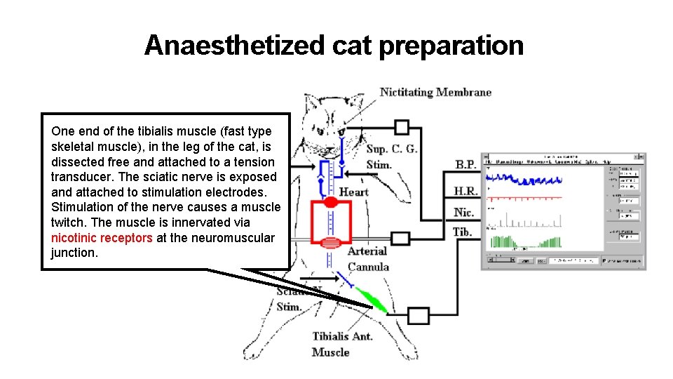 Anaesthetized cat preparation One end of the tibialis muscle (fast type skeletal muscle), in