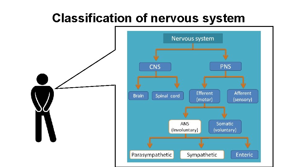 Classification of nervous system 