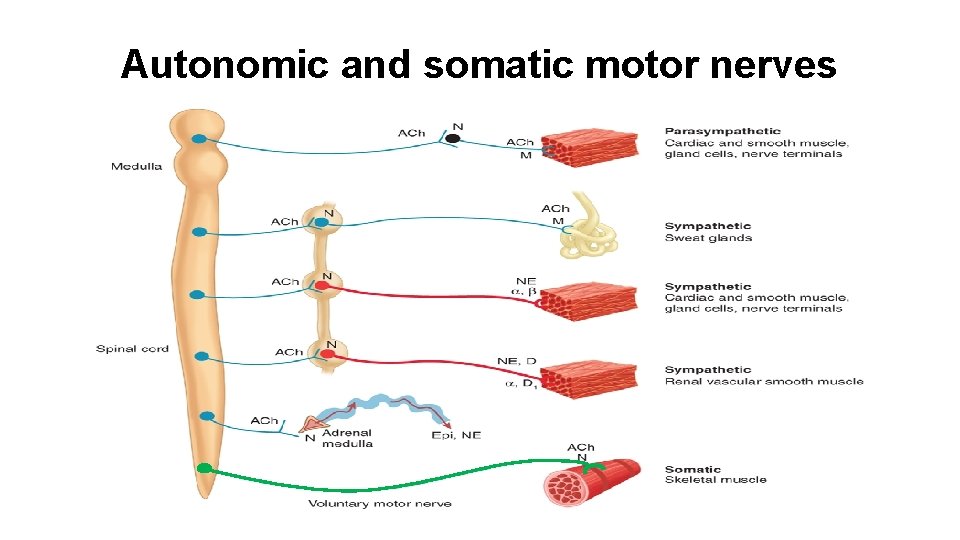 Autonomic and somatic motor nerves 