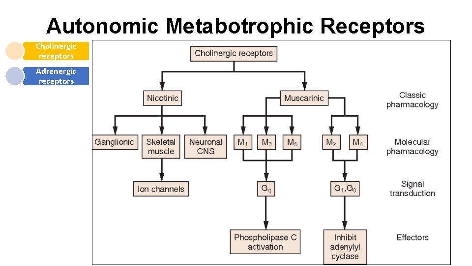 Autonomic Metabotrophic Receptors Cholinergic receptors Adrenergic receptors 