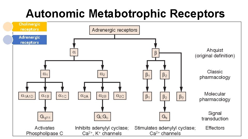 Autonomic Metabotrophic Receptors Cholinergic receptors Adrenergic receptors 