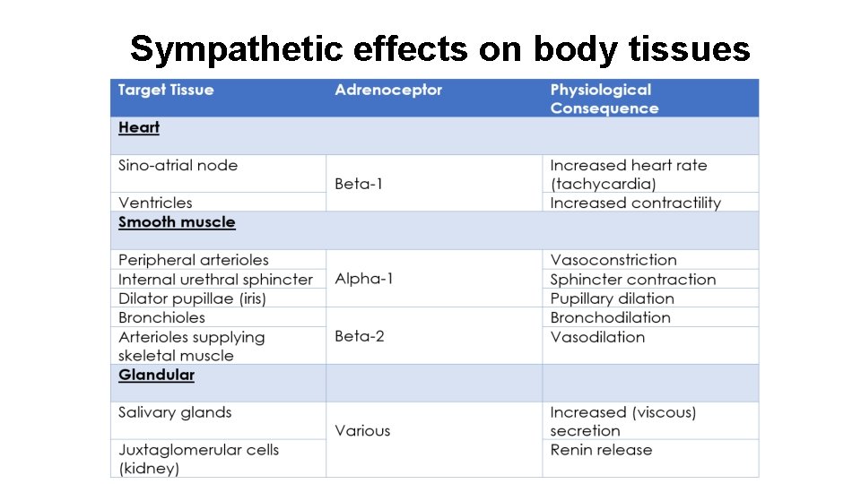 Sympathetic effects on body tissues 