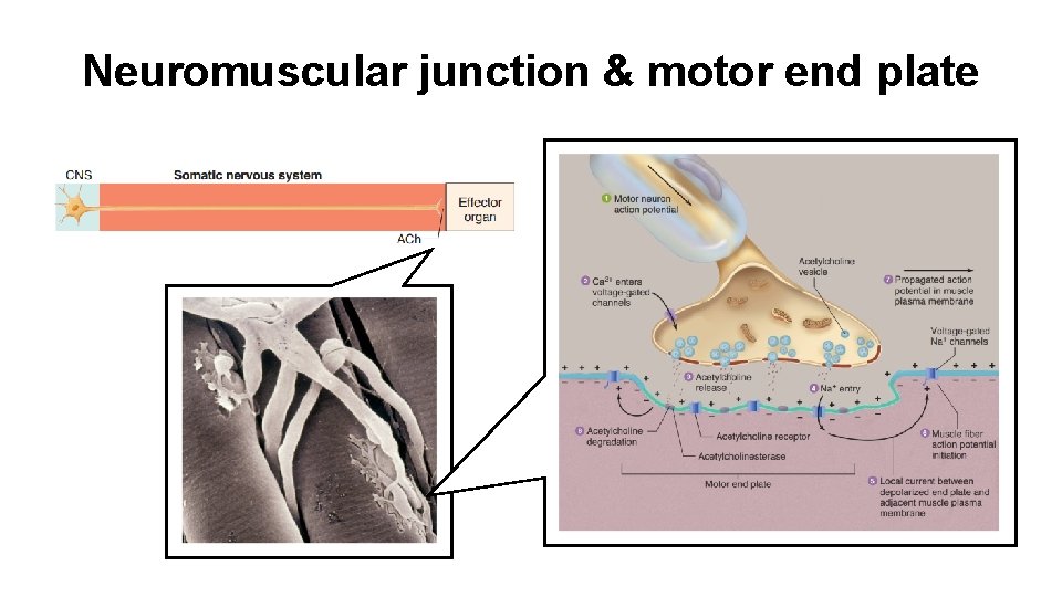 Neuromuscular junction & motor end plate 
