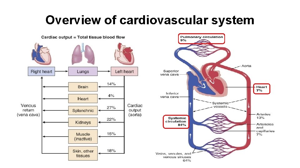 Overview of cardiovascular system 