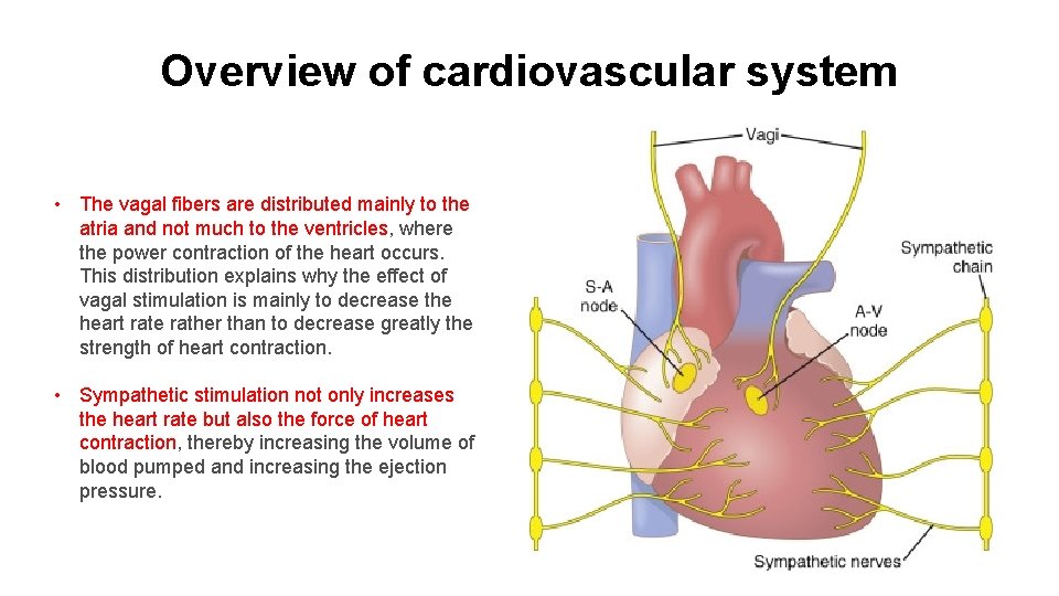 Overview of cardiovascular system • The vagal fibers are distributed mainly to the atria