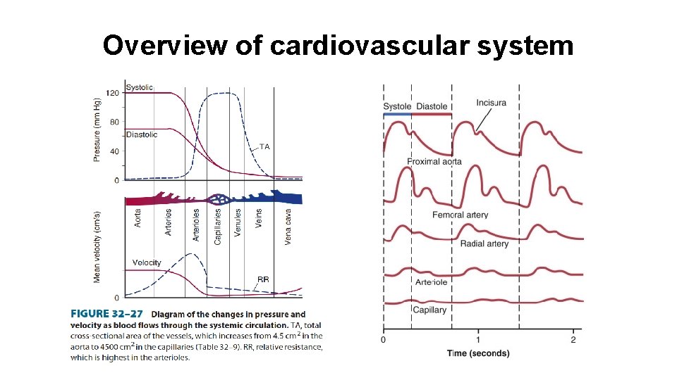 Overview of cardiovascular system 