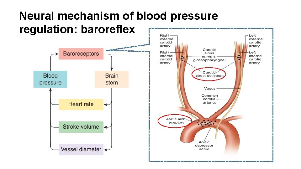 Neural mechanism of blood pressure regulation: baroreflex 