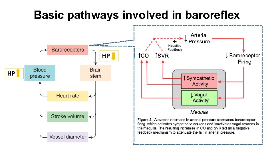 Basic pathways involved in baroreflex HP HP 
