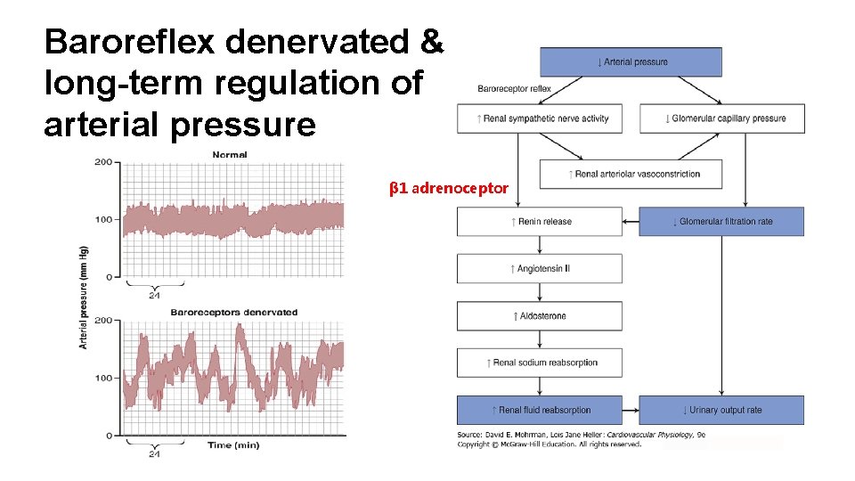 Baroreflex denervated & long-term regulation of arterial pressure β 1 adrenoceptor 