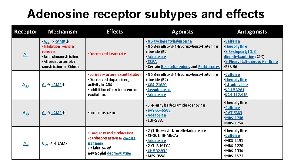 Adenosine receptor subtypes and effects Receptor A 1 A 2 A A 2 B