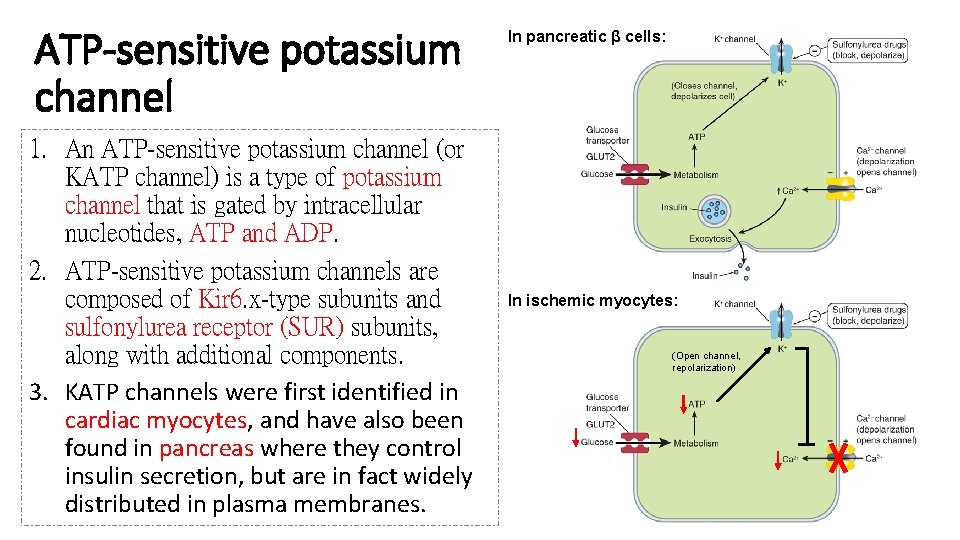 ATP-sensitive potassium channel 1. An ATP-sensitive potassium channel (or KATP channel) is a type