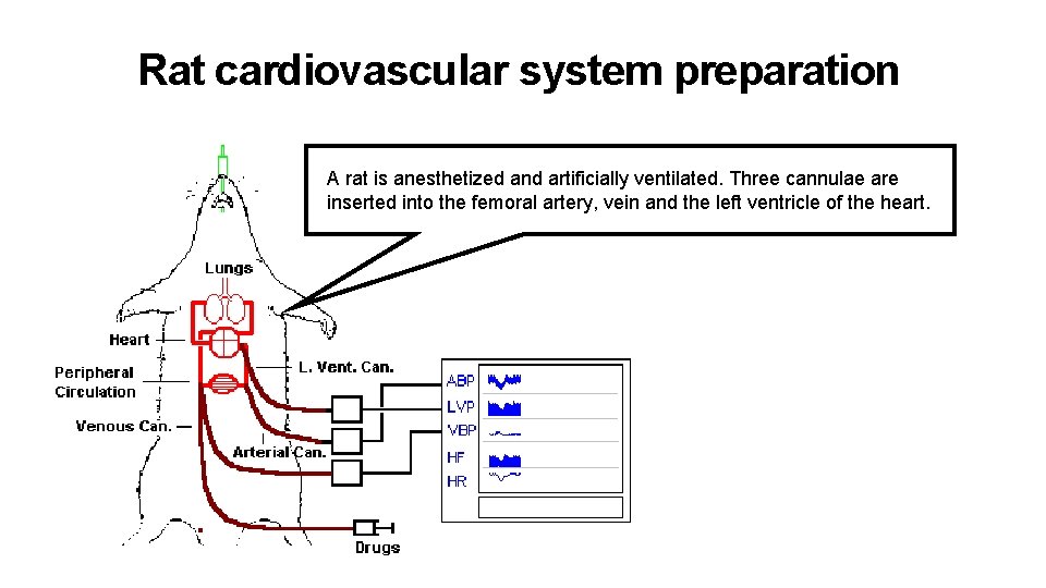 Rat cardiovascular system preparation A rat is anesthetized and artificially ventilated. Three cannulae are