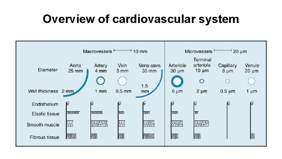 Overview of cardiovascular system 